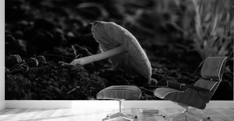Montana Ranch Shroom: Golden Hoof Fungus Wall Murals