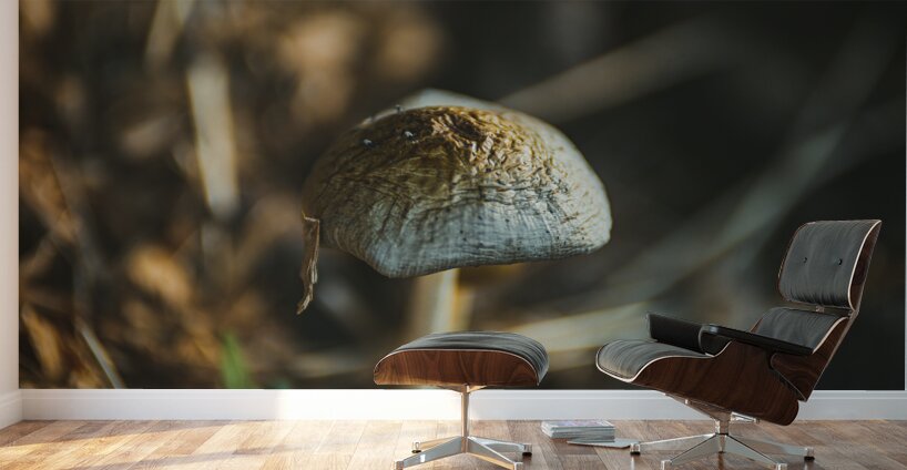 Montana Ranch Shroom: Majestic Mane Mushroom Wall Murals