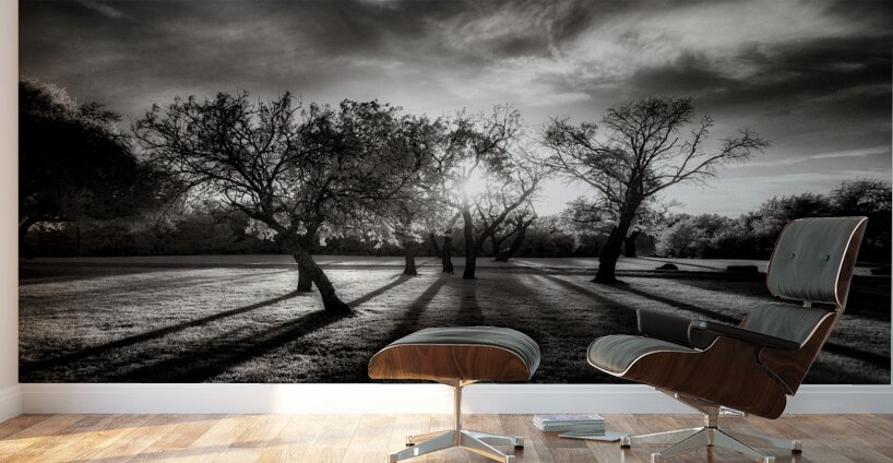 Twilight Stroll: Capturing Long Texas Shadows Wall Murals