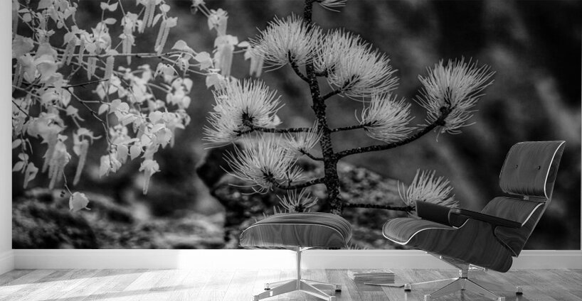 Exploring Sylvan Lake: A Magical Encounter with a Tiny Pine Wall Murals