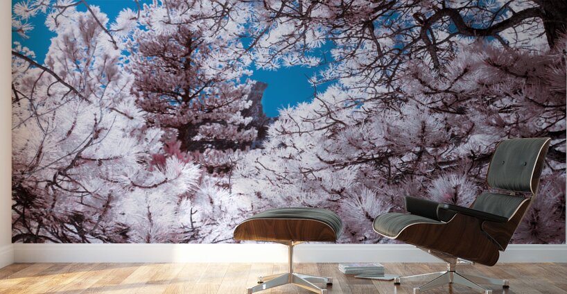 Chautauqua Chronicles: Pink Frame Wall Murals