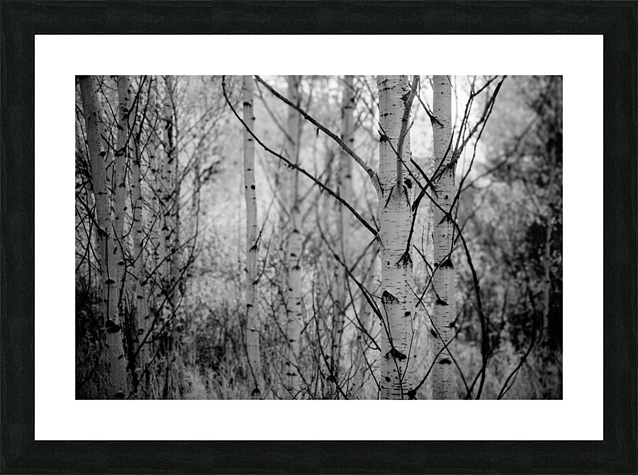 Contrasts in Woodland Quiet Picture Frame print