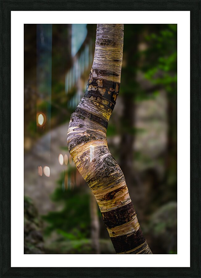 Exploring Sylvan Lake: Capturing the A Bent Aspen Picture Frame print