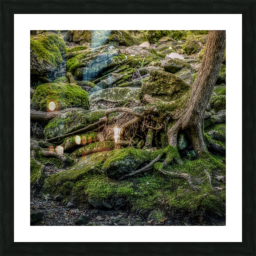 Mossy Brook Symphony   Picture Frame print