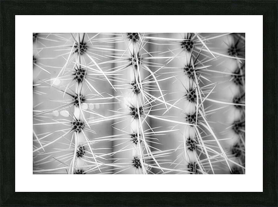 Symmetry in Spine Picture Frame print