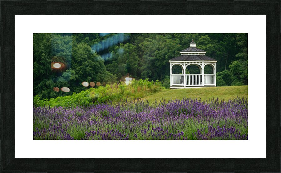 Lavender Gazebo Picture Frame print