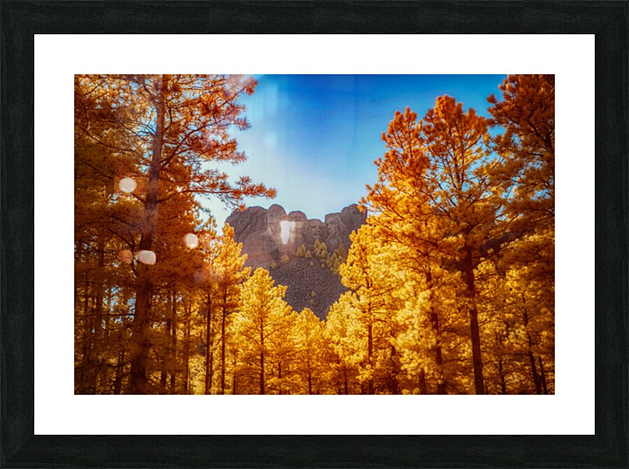Mount Rushmore Yellow Glow: Infrared Beauty Amidst the Trees Picture Frame print