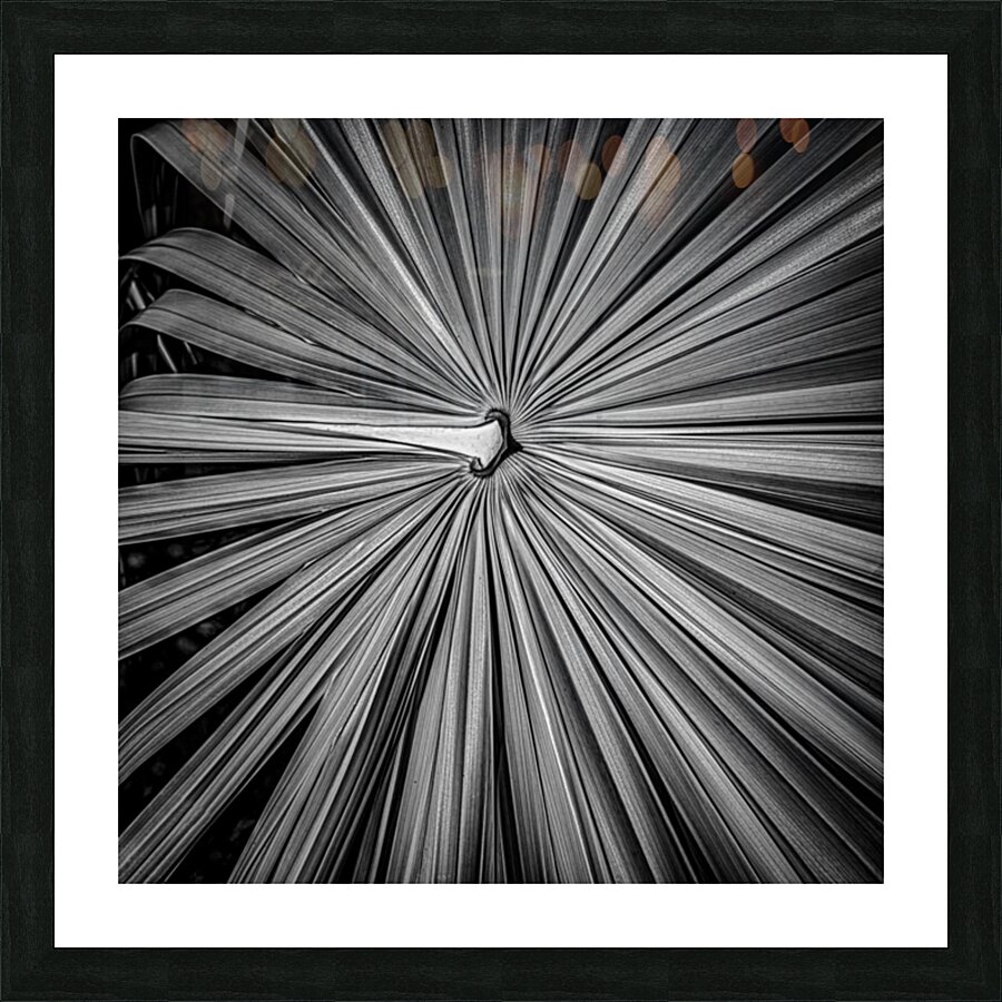 Palm Symmetry Elegance Picture Frame print