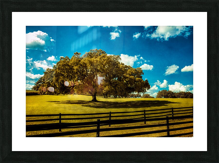 Majestic Oak: Exploring Ocalas Enchanting Back Roads Picture Frame print