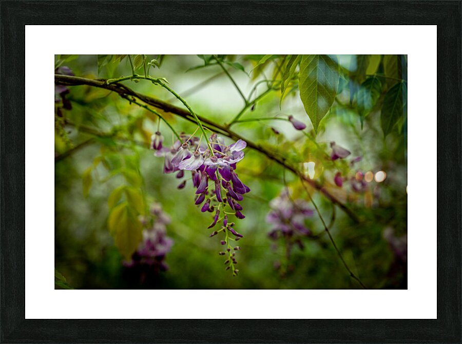 Springs Purple Poetry Picture Frame print