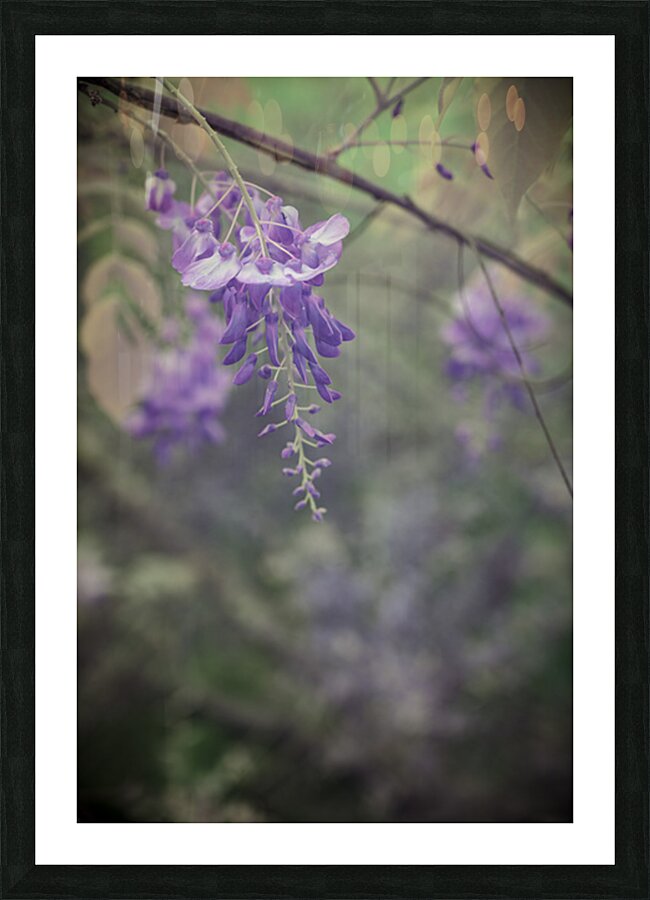 Wisterias Whisper Picture Frame print
