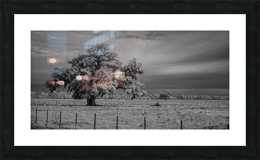 Lone Tree in Saint Bernards 1 Picture Frame print