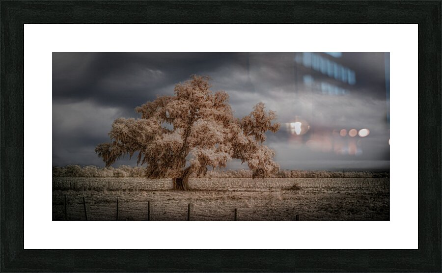 Lone Tree in Saint Bernards 2 Picture Frame print