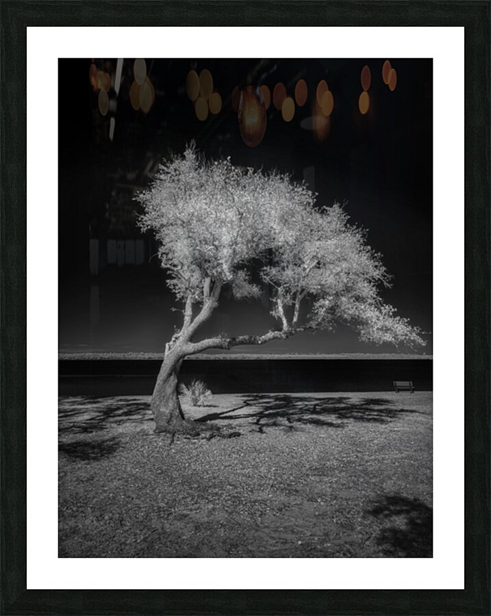 Solitude Unveiled: A Dogs Day Out in Gulf Shores Alabama Picture Frame print