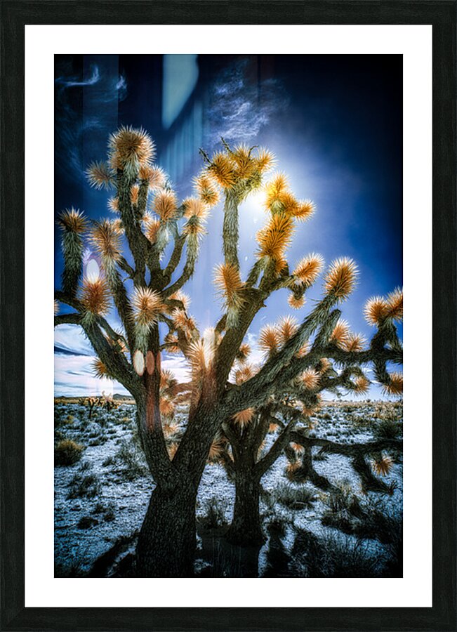 Celestial Glow Through Joshua Limbs Picture Frame print