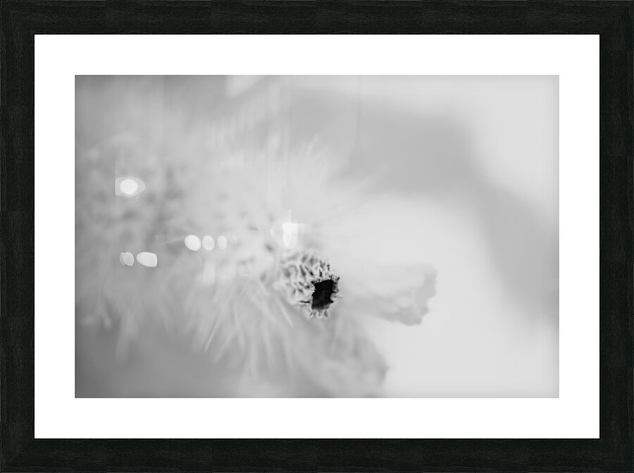 Prickly Veil Picture Frame print
