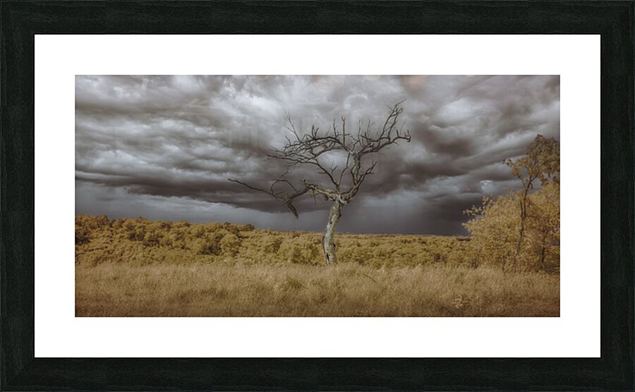 Rooted in the Tempest Picture Frame print