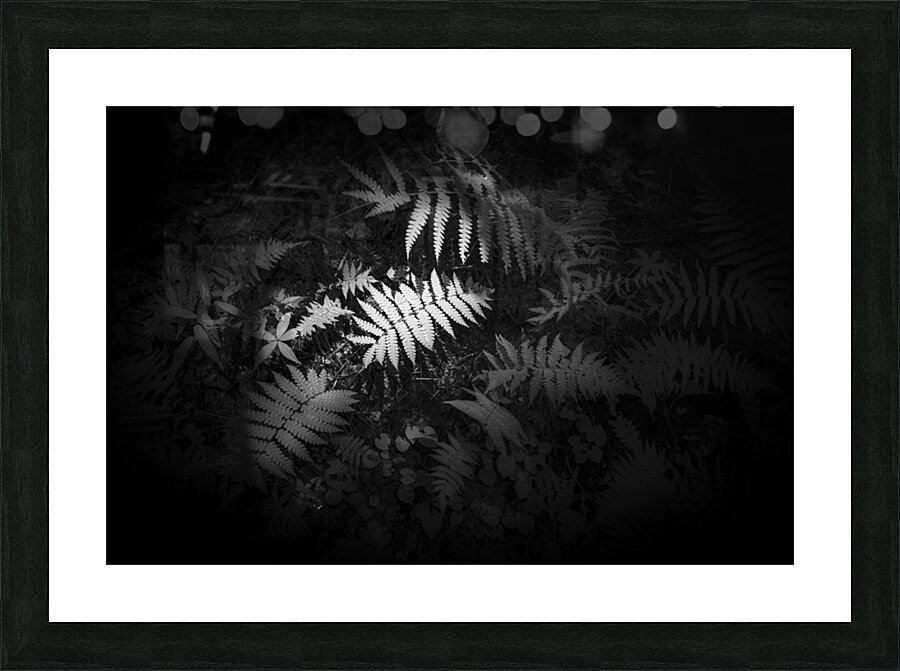 Ferns Whisper Picture Frame print