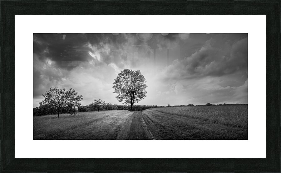 Stormy Tree Picture Frame print