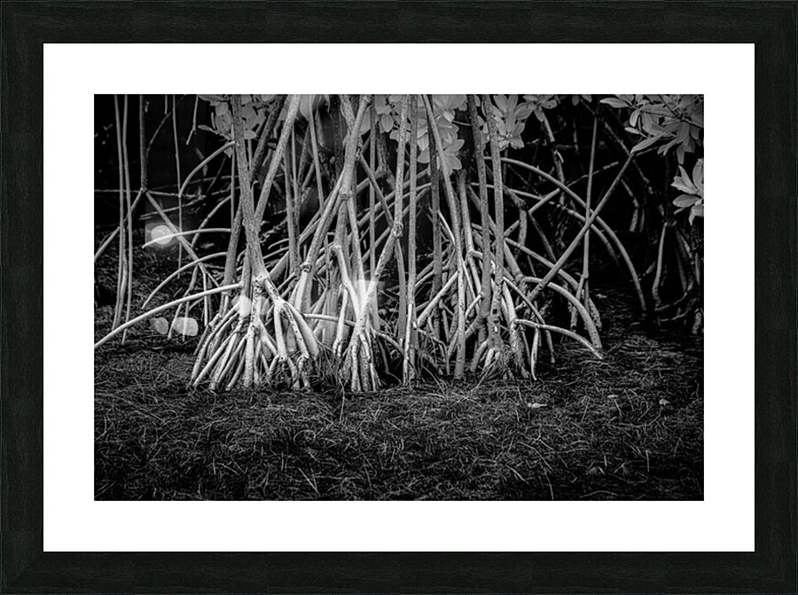 Enchanting Mangrove Tapestry: A Dance of Light and Shadows Picture Frame print