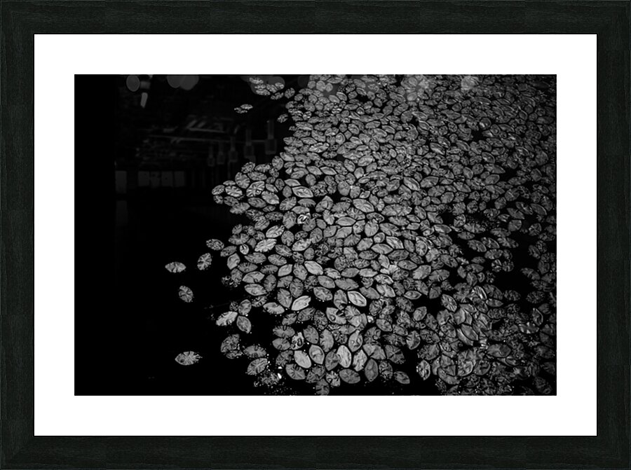 Lily Pad Dance Picture Frame print