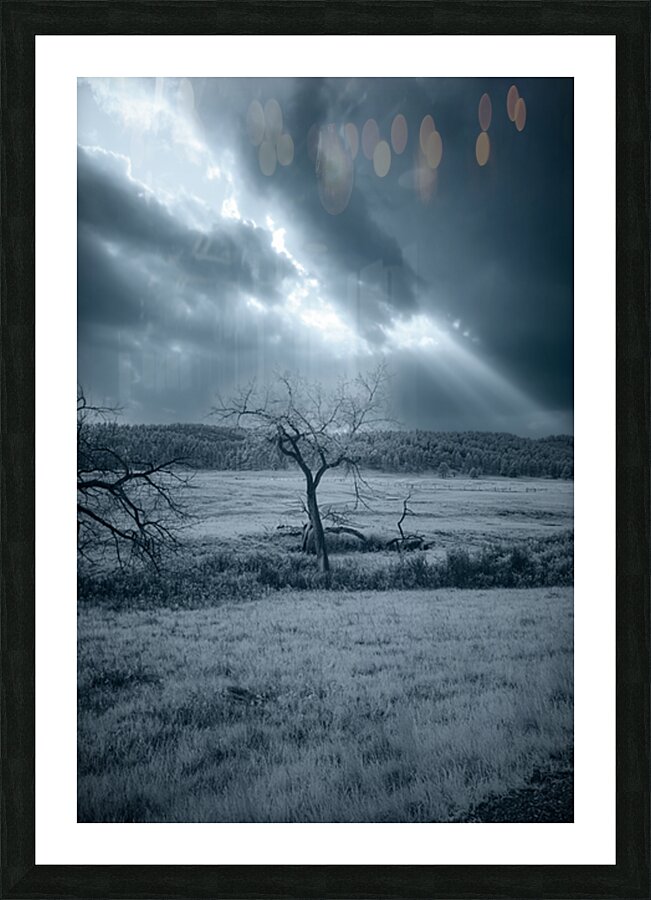 Solace in Solitude: A Blue Lighted Tree in Infrared Picture Frame print