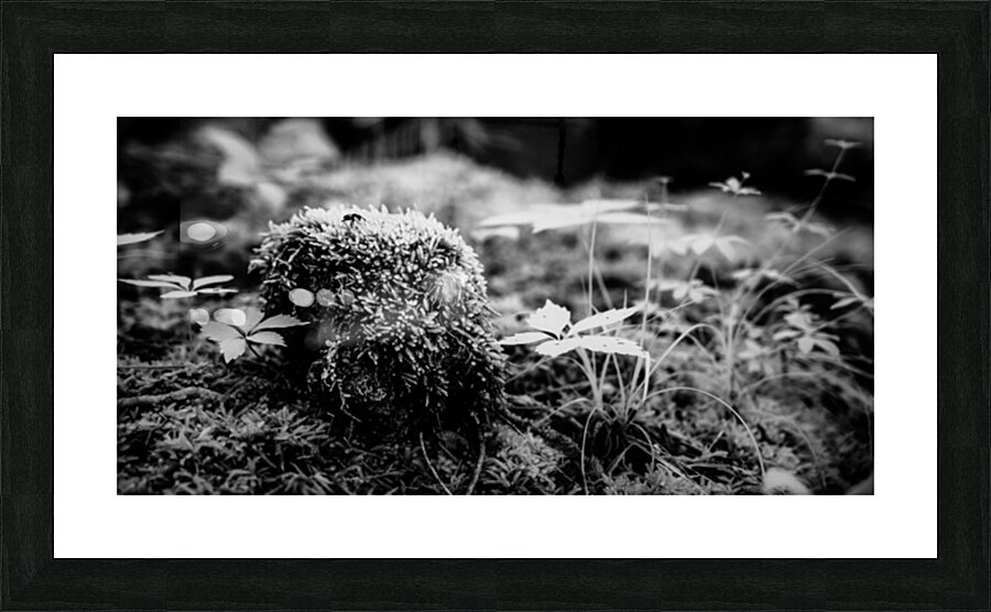 Mossy Whispers Picture Frame print
