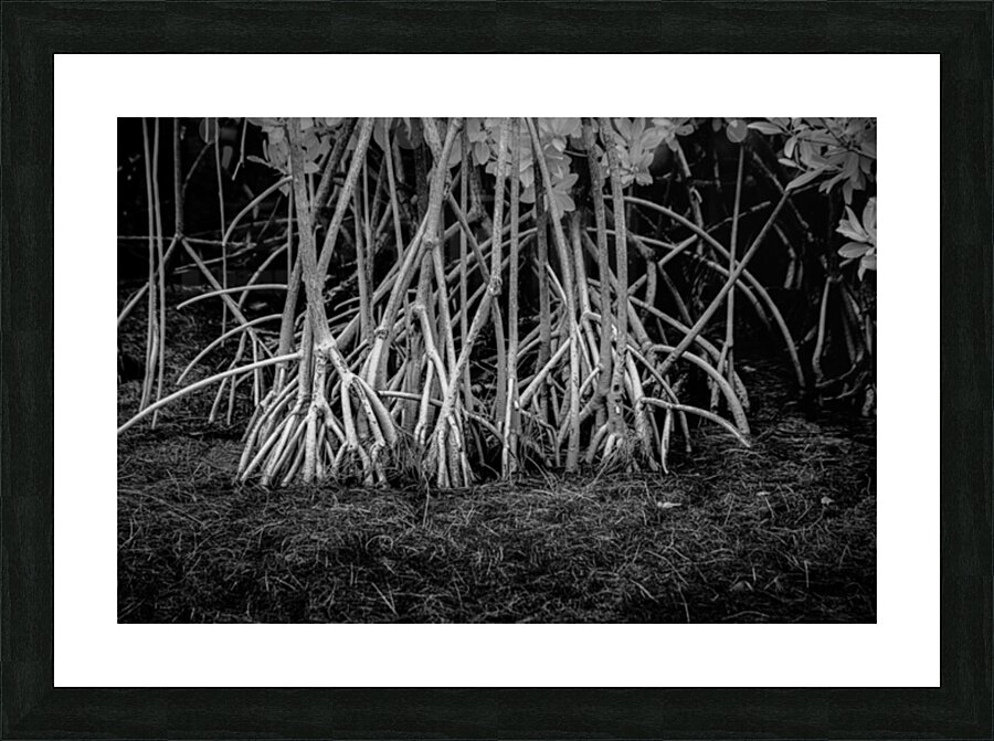 Enchanting Mangrove Tapestry: A Dance of Light and Shadows Picture Frame print