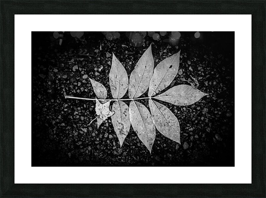 Autumns Solitude: Single Leaf Portrait Picture Frame print
