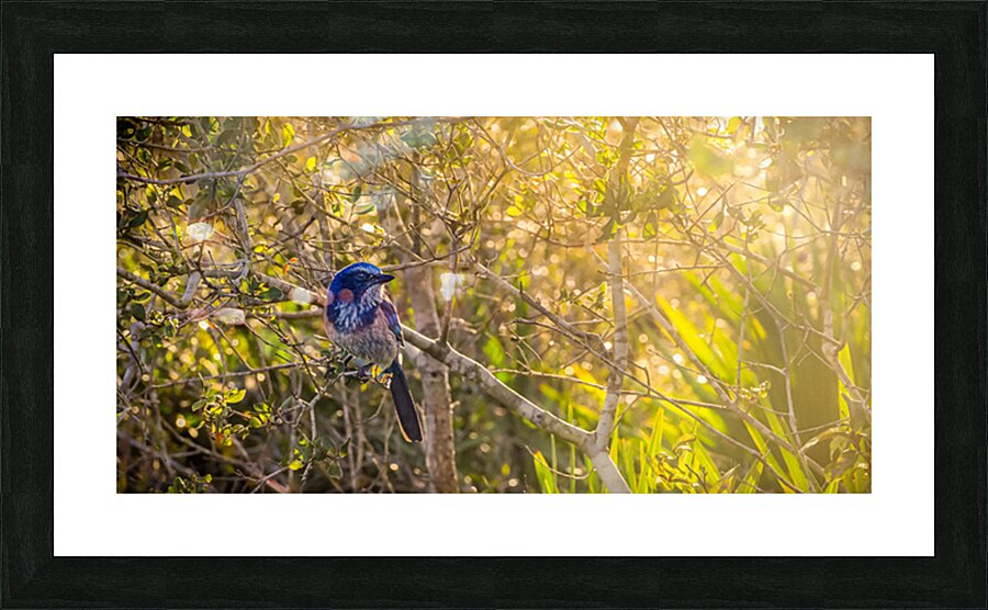 A Feathery Connection: Bluebird Serendipity Picture Frame print