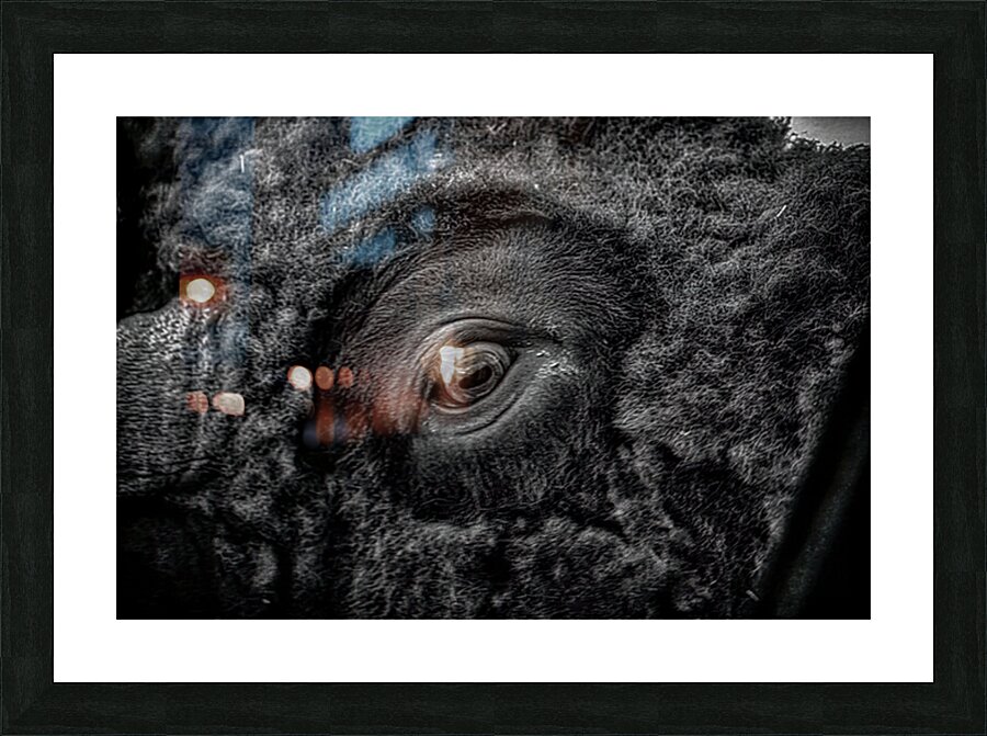Soulful Gaze of the Bison Picture Frame print
