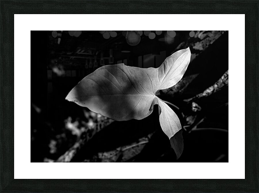 Two Notes of Light Picture Frame print