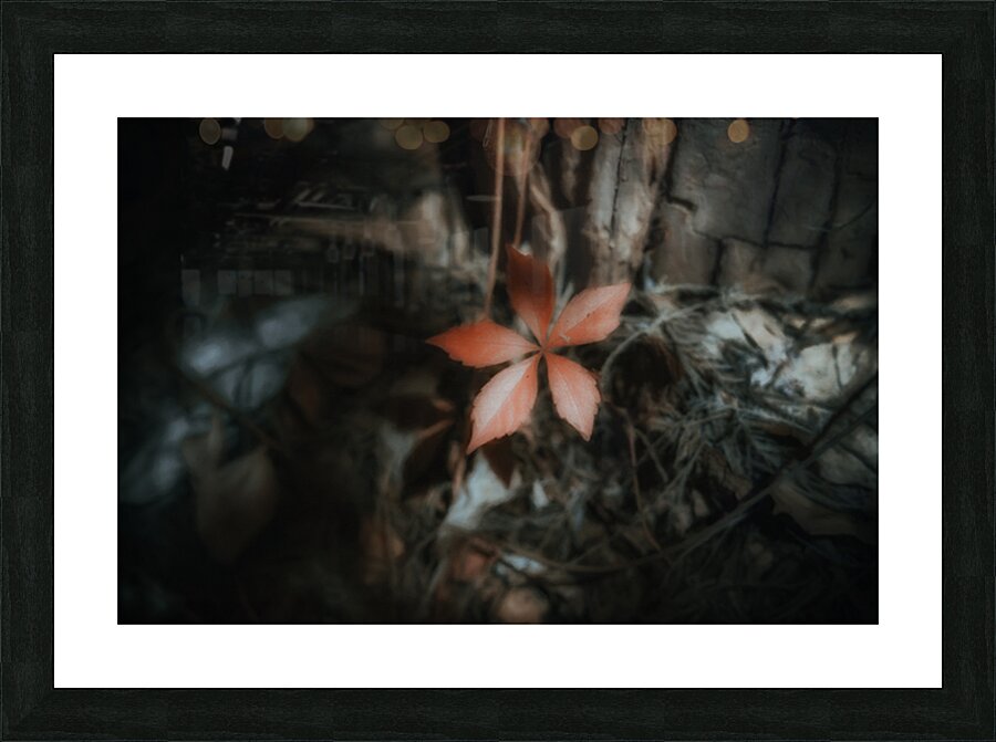 Leaf Holding the Shadow Picture Frame print
