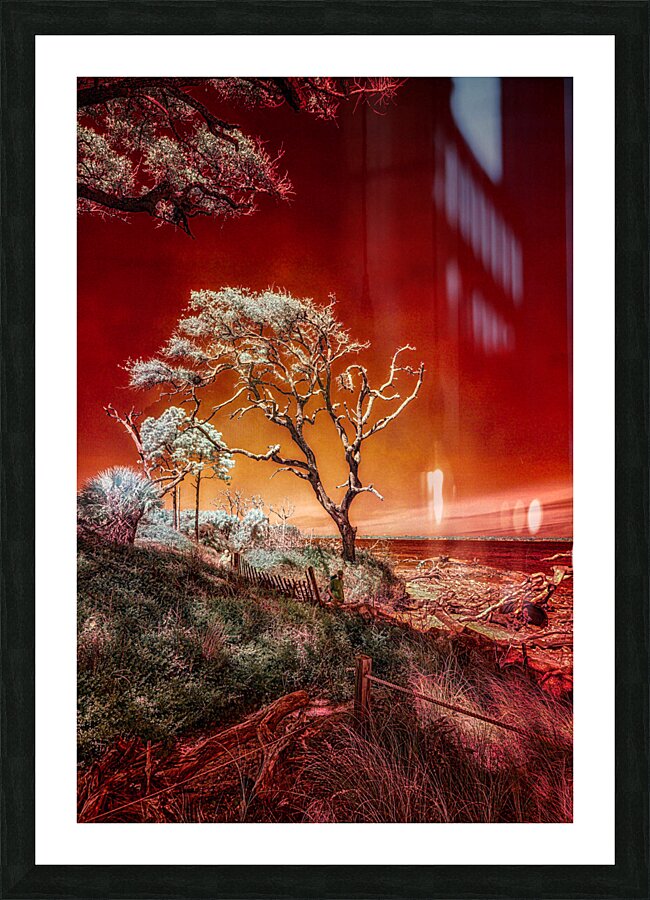 Ruby Bonsai: A Botanical Marvel Unveiled on Driftwood Beach Picture Frame print