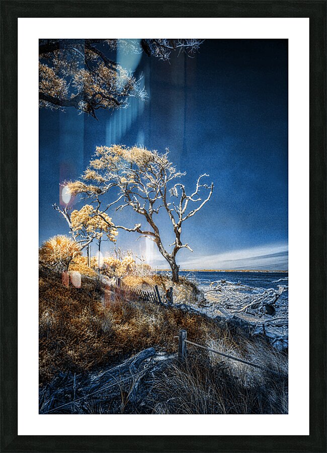 Blue Bonsai: A Botanical Marvel Unveiled on Driftwood Beach Picture Frame print