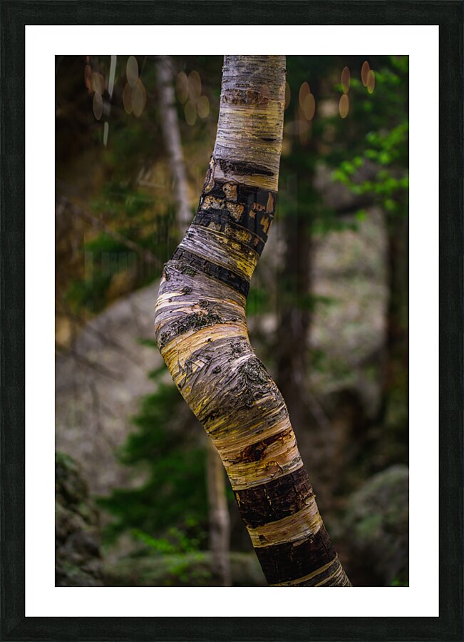Exploring Sylvan Lake: Capturing the A Bent Aspen Picture Frame print