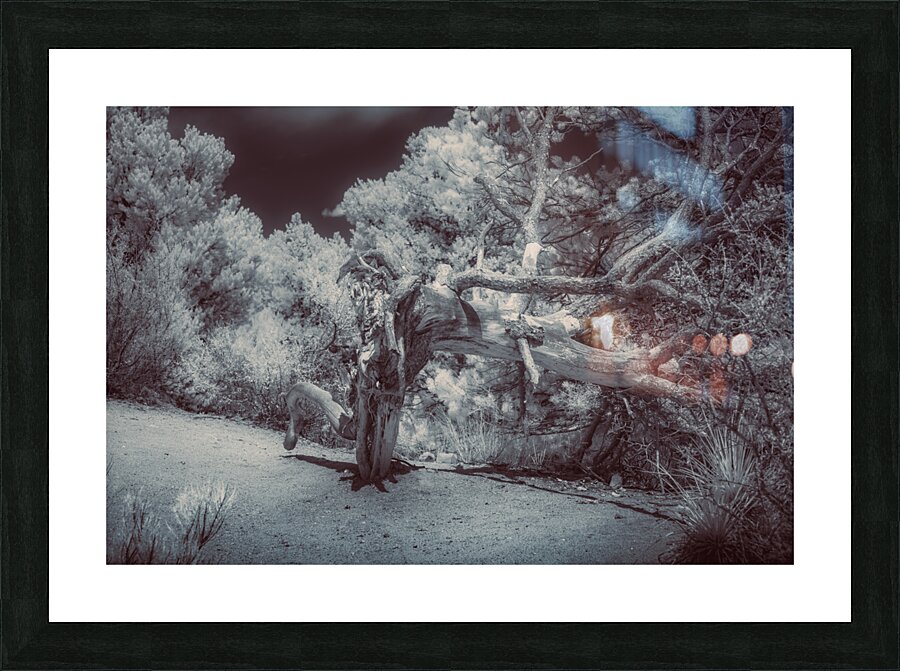 Natures Ancient Dance Picture Frame print