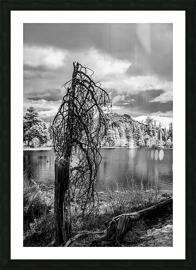 Mountain Lake Dead Tree Picture Frame print