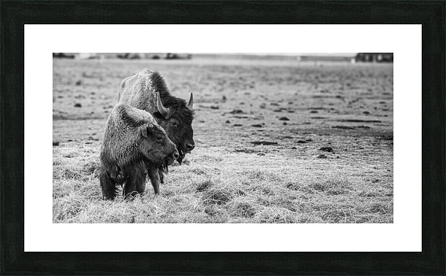 Shaggy Symmetry Picture Frame print