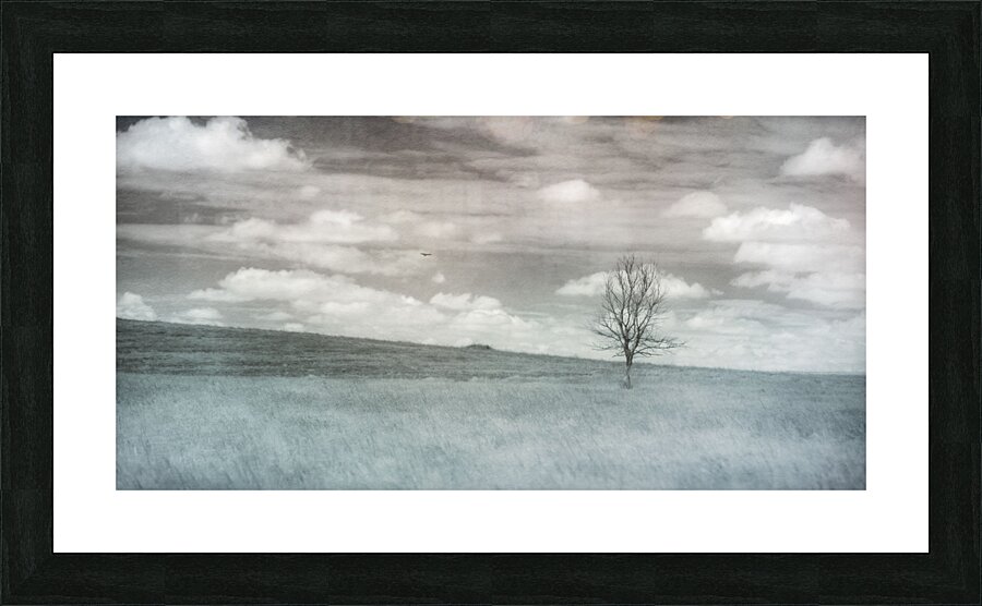 Nebraska Lone Tree - 2 Picture Frame print