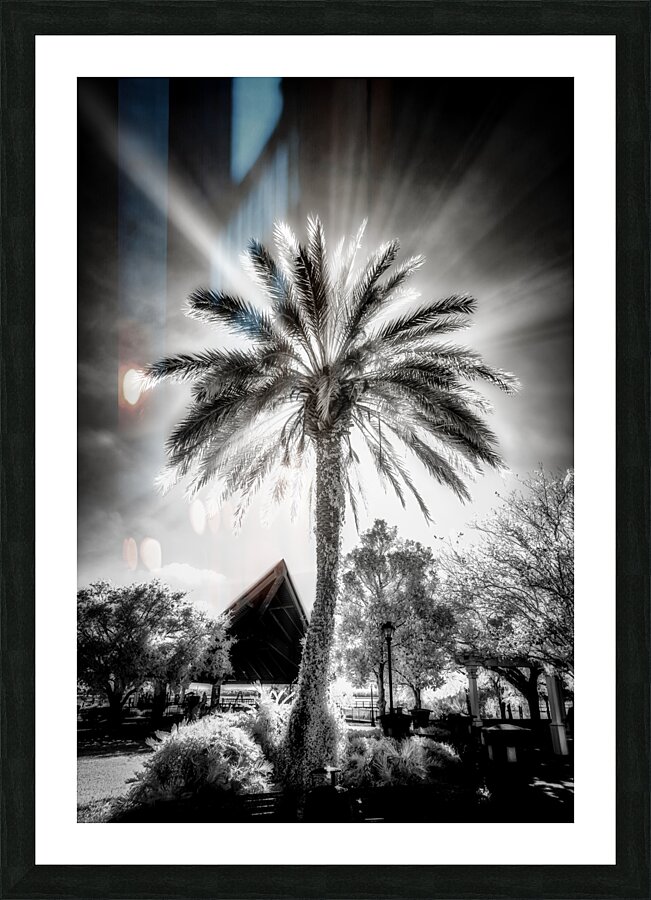 Lighted Palm Picture Frame print