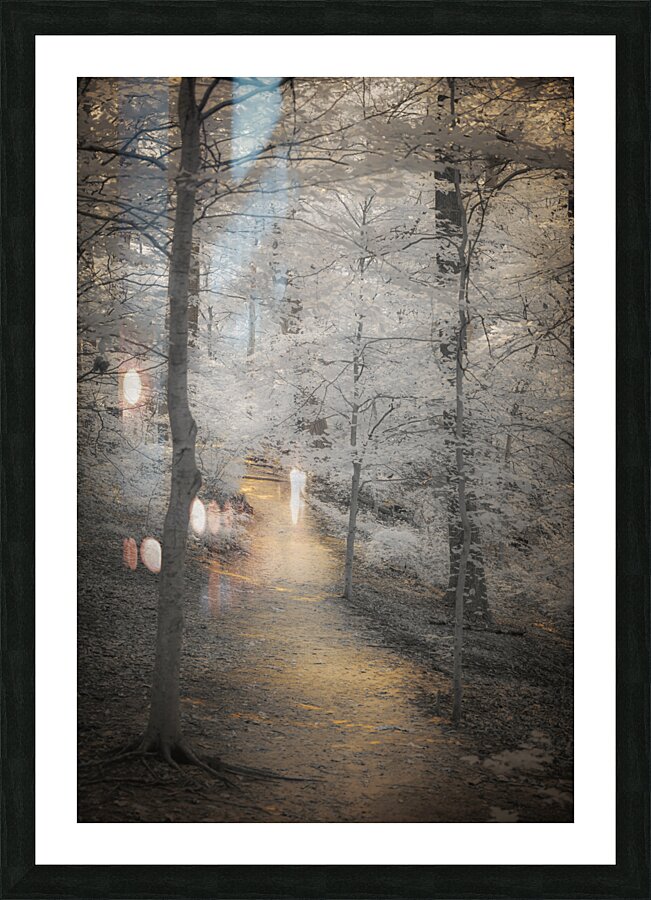 Stroll into Woodland Serenity Picture Frame print