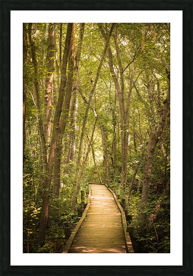 Pathway to Woodland Dreams Picture Frame print
