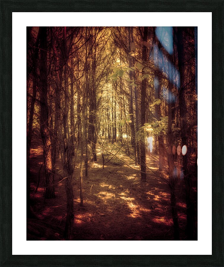 Auburn Forest Picture Frame print