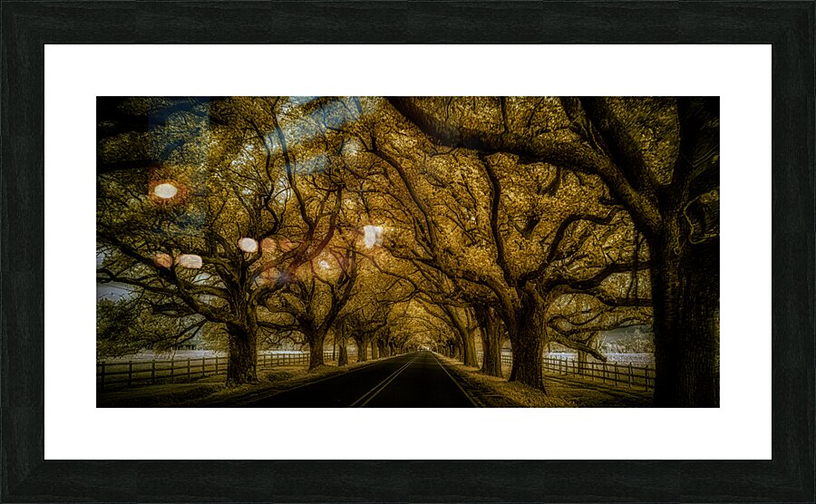 Saint Bernards Tree Road Picture Frame print