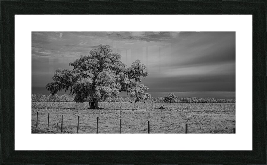 Lone Tree in Saint Bernards-1 Picture Frame print