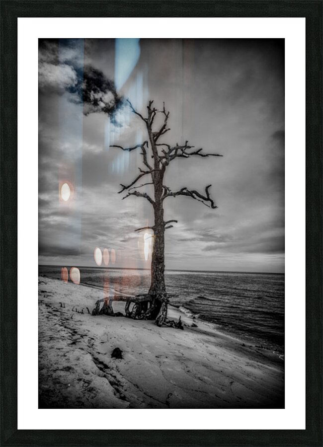 Coastal Sentinel Picture Frame print