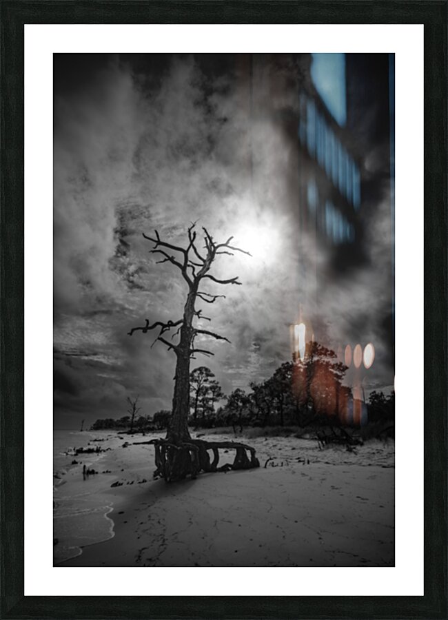 Bald Point Lone Tree Picture Frame print