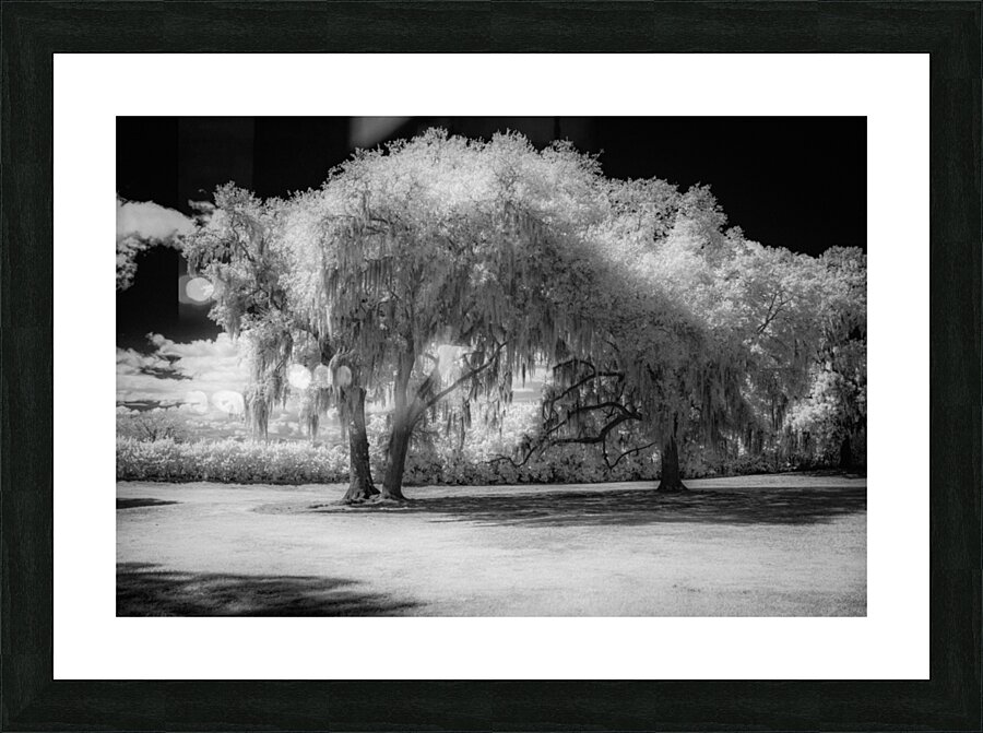 Neutral Trees Picture Frame print