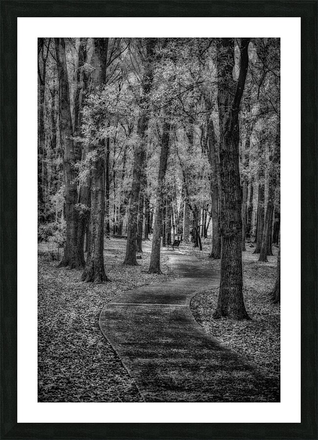 Sholom Path Picture Frame print